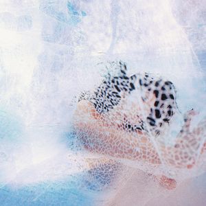 黄色大毒枭免费播
